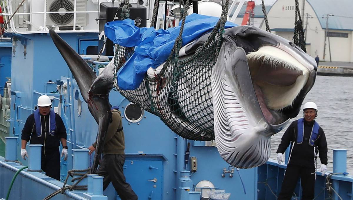 Japanese whalers bring home 1st commercial catch in 31 years
