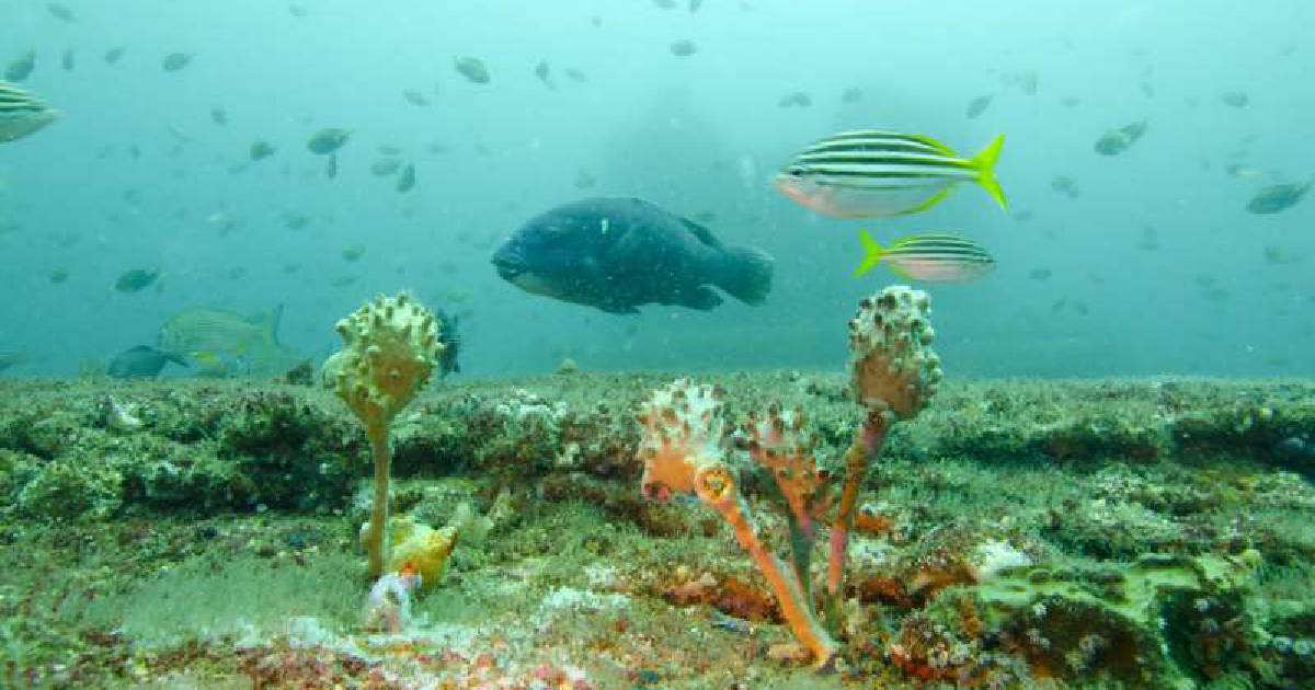 Sydney's desalination plant creates unexpected boom in fish populations