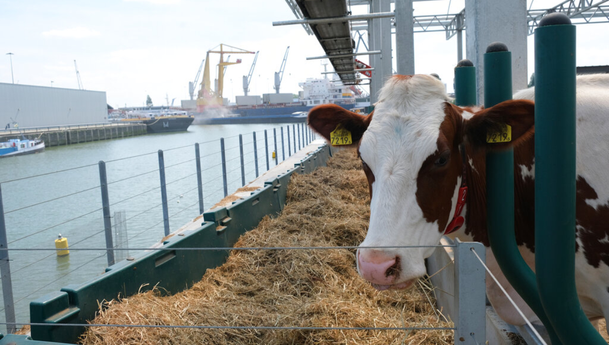 Dutch farm floats possibilities of urban dairy production