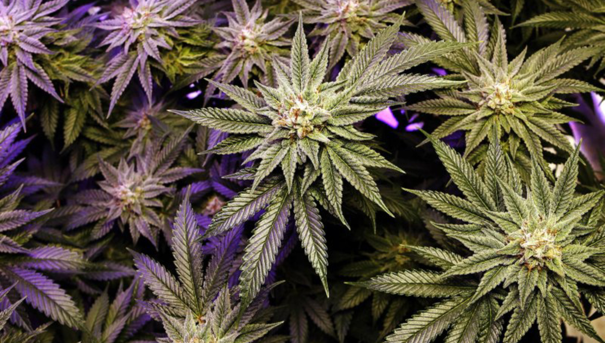 New Mexico governor seeks ideas for recreational pot law