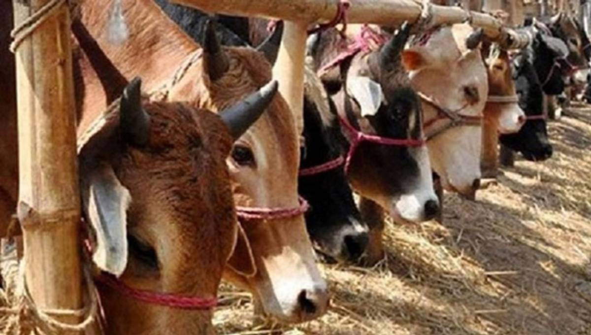 More than enough local cattle are there for Eid: DLS