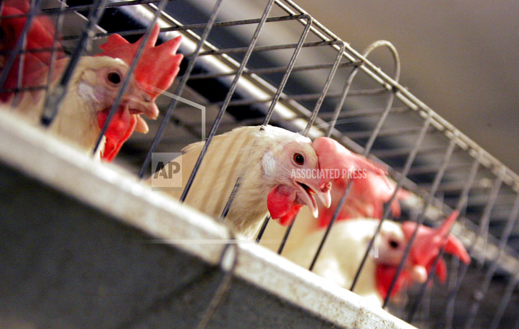 Californians weigh making egg-laying hens cage-free by 2022