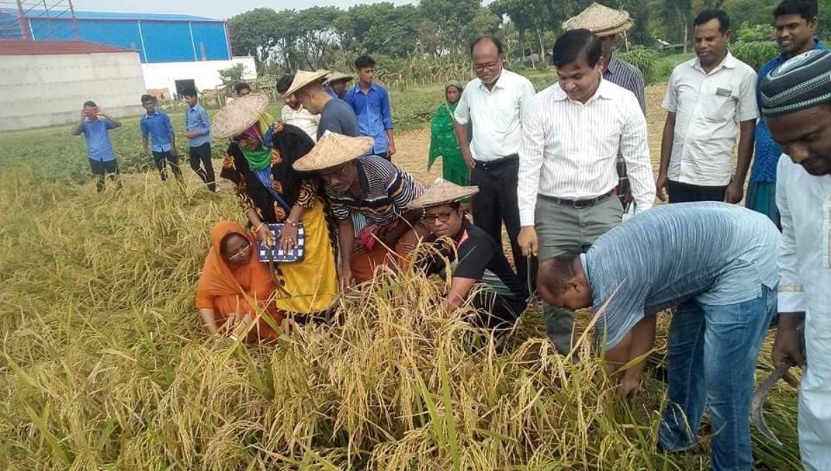 Chuadanga DC joins farmers in harvesting paddy 