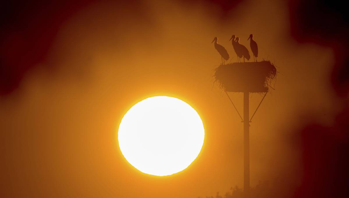 Belgium sees first death as a result of record heat wave