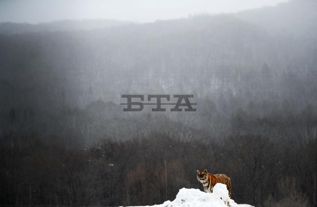 Legend of China's "tiger academician"