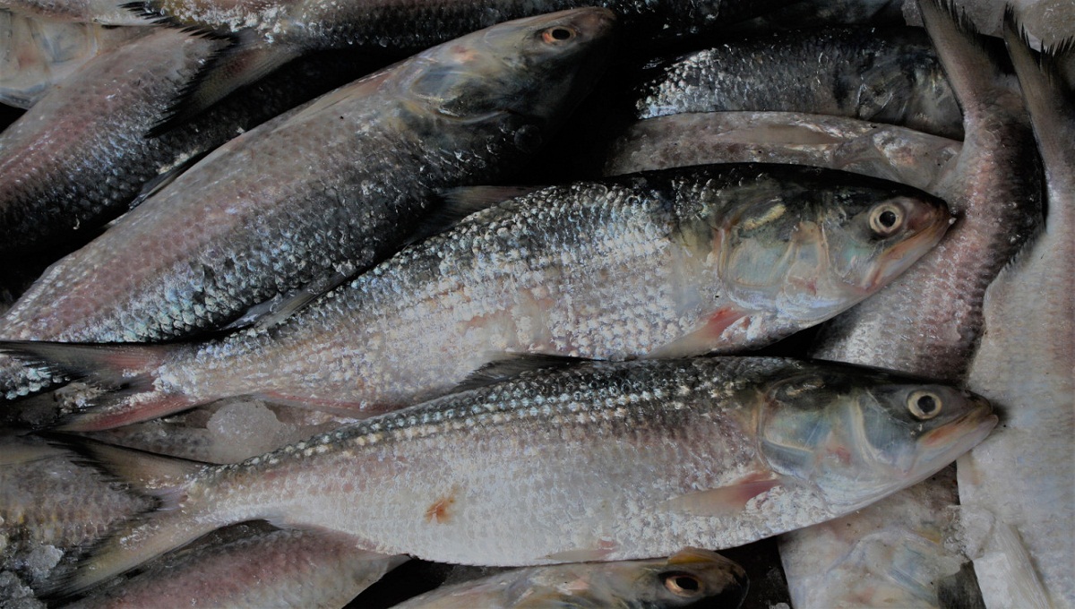 22-day ban on hilsa fishing from Oct 7