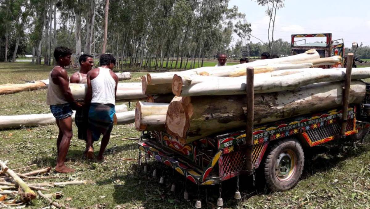 30 school trees in Panchagarh cut down, sold