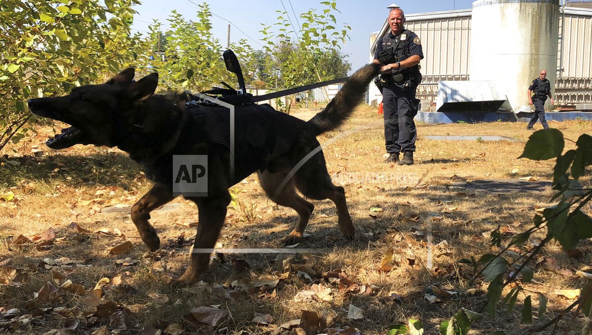Some police dogs now have cameras too