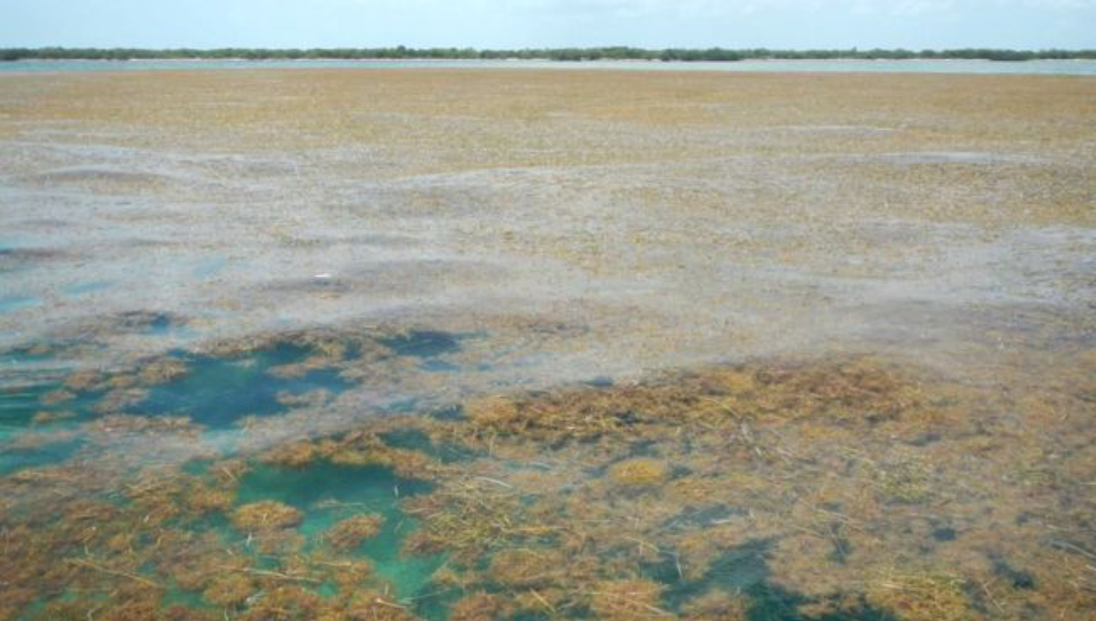 Sargassum: The biggest seaweed bloom in the world