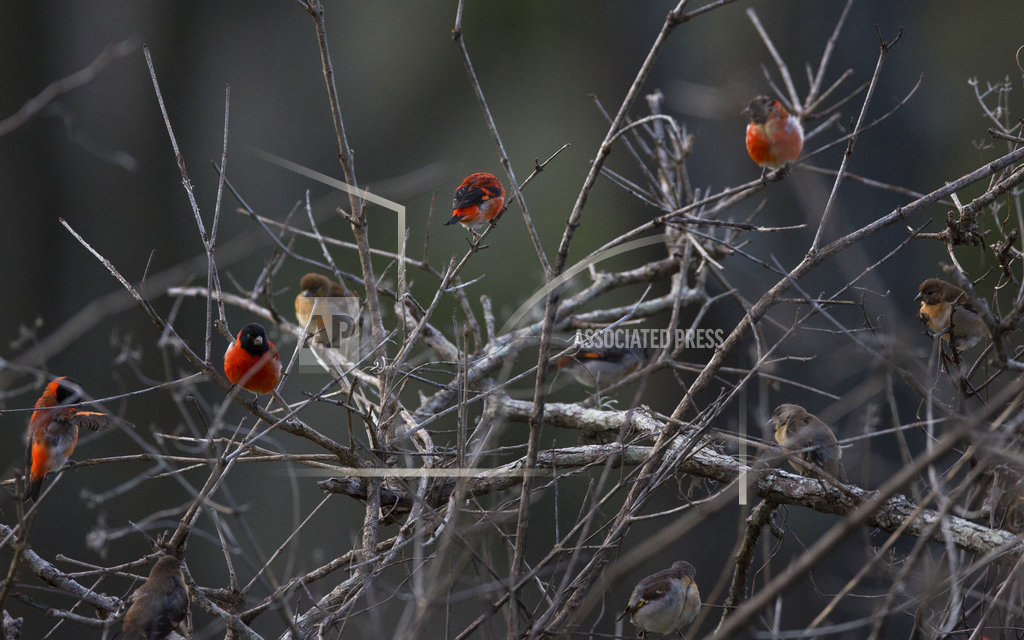 Venezuela's vanishing red bird gets a coffee pick-me-up