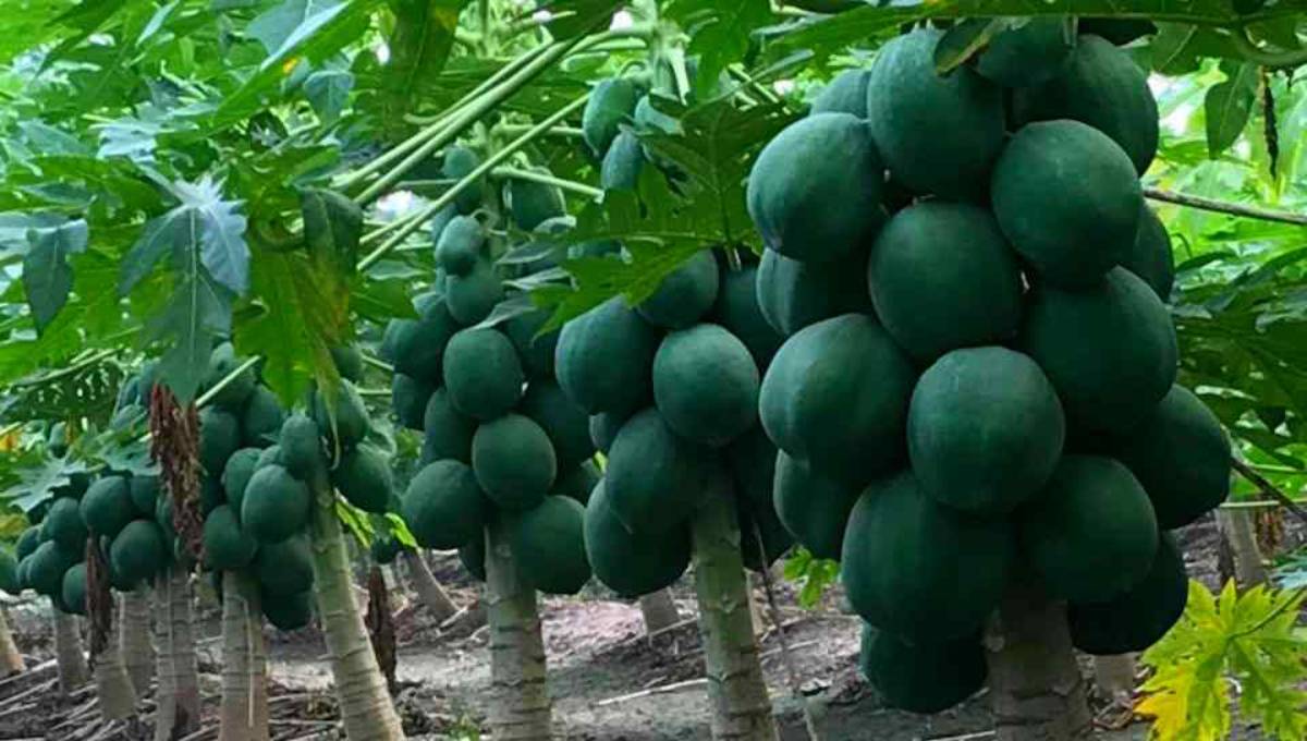 Papaya, the 'fruit of the angels'
