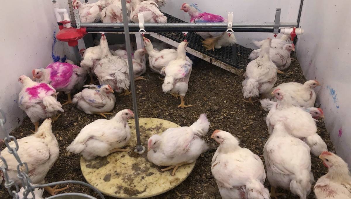 What makes chickens happy? Nobody is quite sure