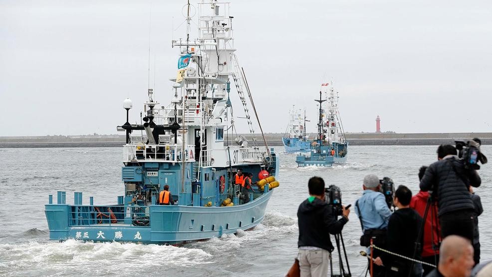 Japan resumes commercial whaling, seen as face-saving end