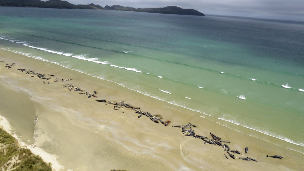 145 pilot whales die in stranding on New Zealand beach