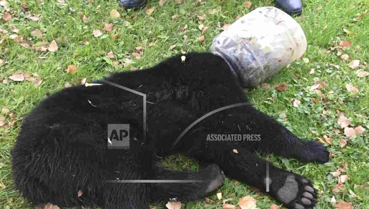 Bear cub with bucket on its head rescued after 3 days