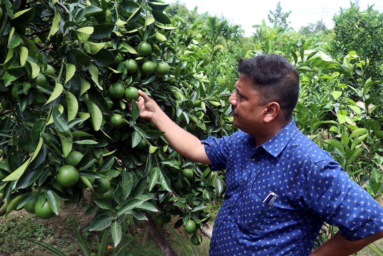 Rangamati farmers find Malta farming quite rewarding