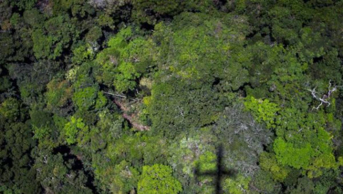 Study finds huge potential to grow trees, capture carbon emissions