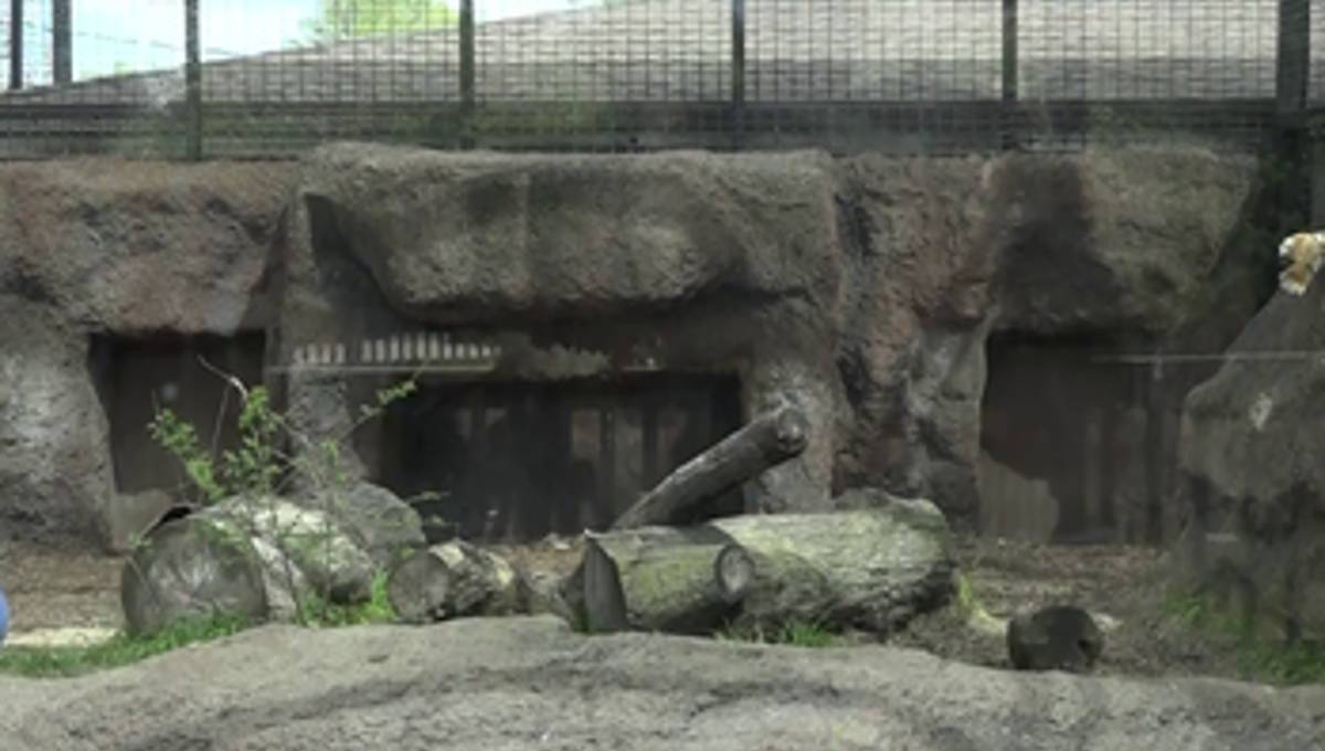 Zookeeper hurt in tiger attack back to work at Kansas zoo