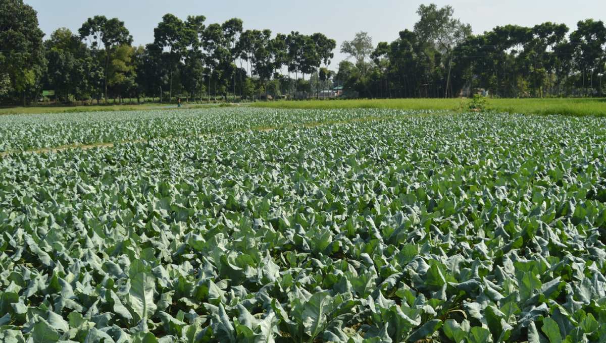 Manikganj farmers feeling optimistic, thanks to fair price