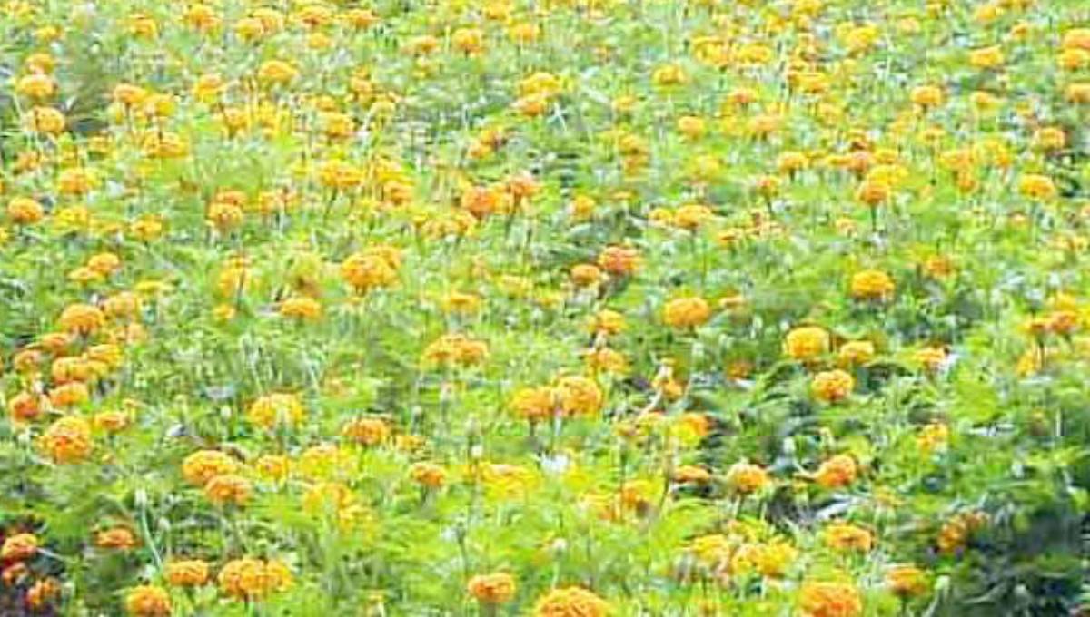 Flower business in Jashore blooms in Feb