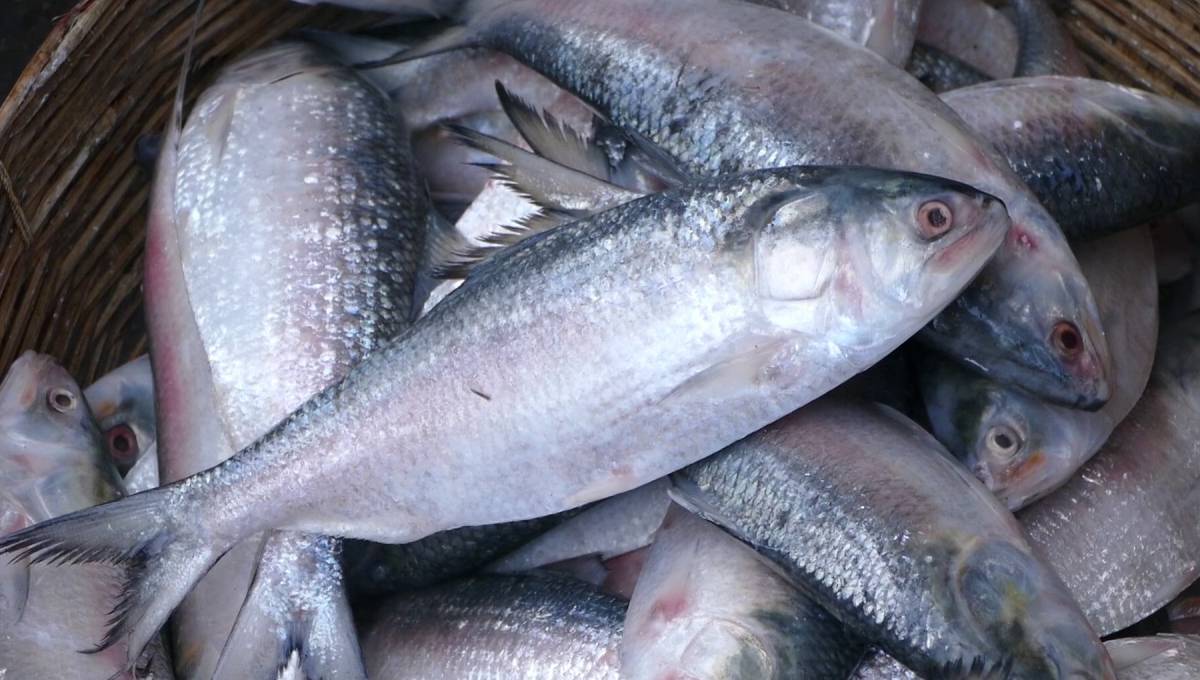 India to open Farakka for hilsa in monsoon