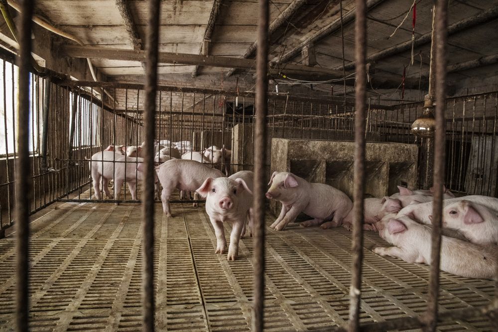 Chinese official: Pig fever outbreak 'complicated and grim'