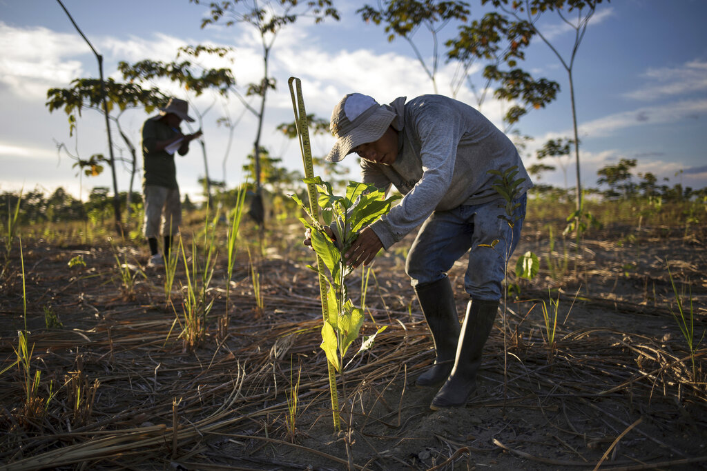 Difficult but rewarding work: Planting trees to aid climate